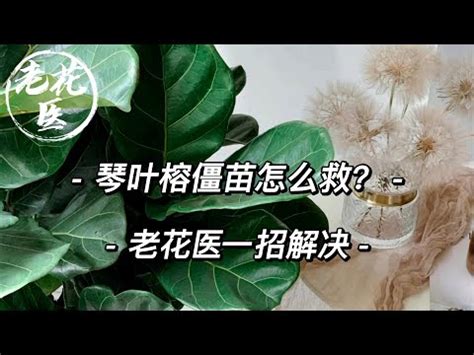 琴葉榕招陰|風水佈局必備！琴葉榕擺放指南，提升財運、招好運